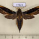 77423p Sphingidae Xylophanes thyelia f Panama $17