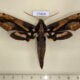 77424p Sphingidae Xylophanes ceratomioides Panama $13