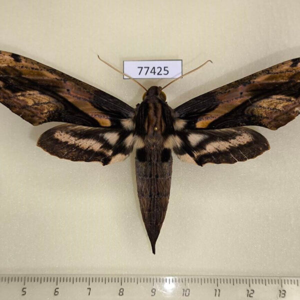 Sphingidae Xylophanes ceratomioides f Panama