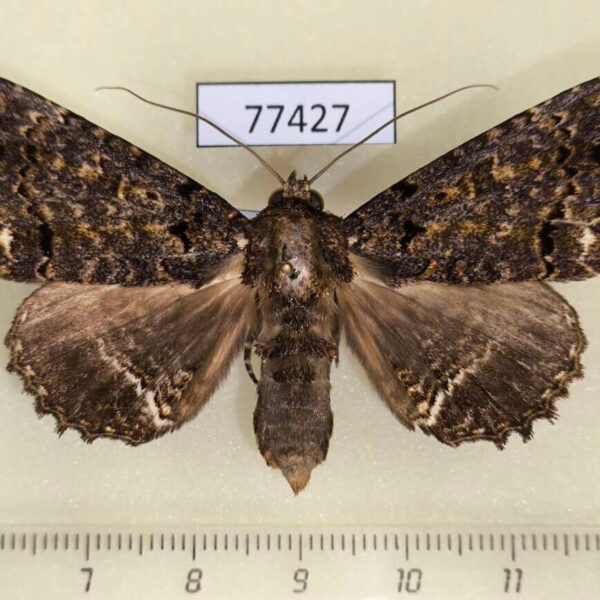 Noctuidae Pseudbarydia crespula f Panama