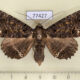 77427p Noctuidae Pseudbarydia crespula f Panama $10