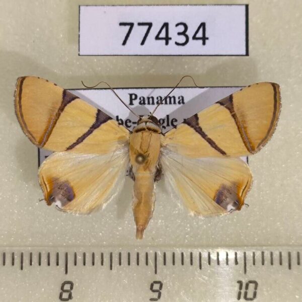 Noctuidae Eulepidotis affinis Panama