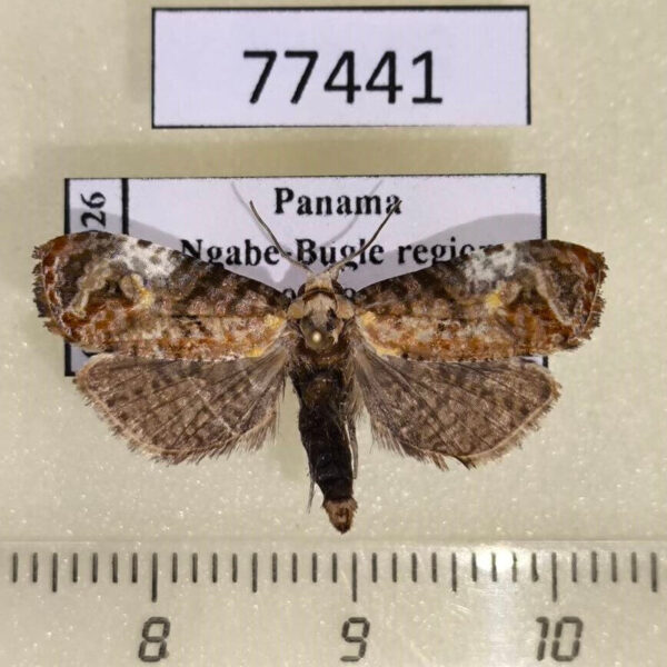 Tortricidae Aethes turialba Panama