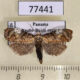 77441p Tortricidae Aethes turialba Panama $6