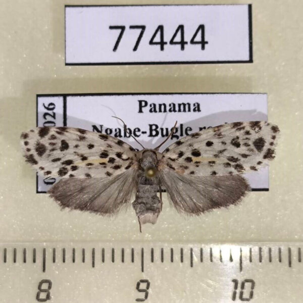 Arctiidae Clemensia panthera f Panama