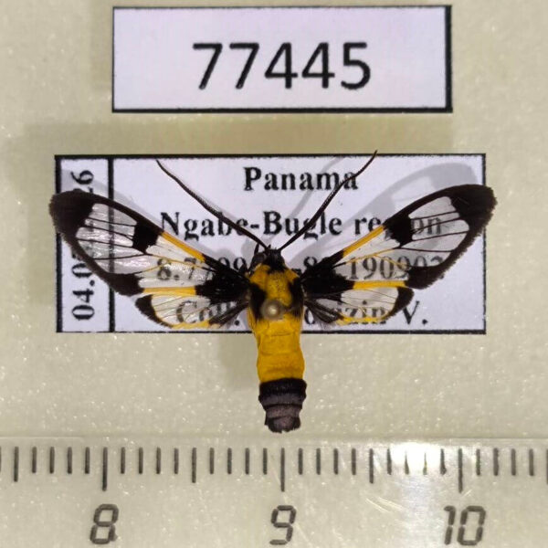 Arctiidae Cosmosoma semifulva Panama