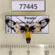 77445p Arctiidae Cosmosoma semifulva Panama $10