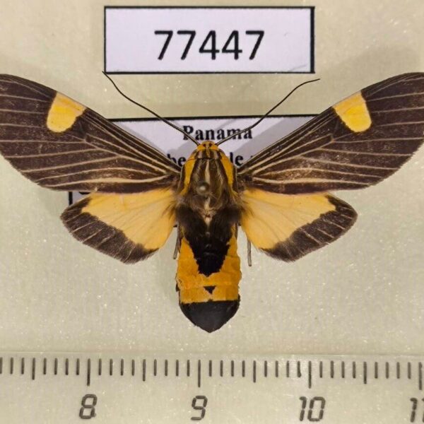Arctiidae Amphelarctia priscilla Panama
