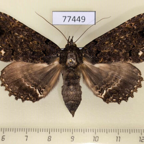 Noctuidae Pseudbarydia crespula f Panama