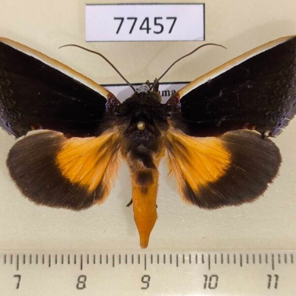 Noctuidae Gonodonta holosericea Panama