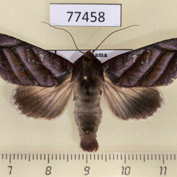 Noctuidae Hemicephalis paulina Panama