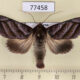 77458p Noctuidae Hemicephalis paulina Panama $10