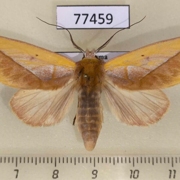 Notodontiidae Hemiceras flava Panama