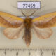 77459p Notodontiidae Hemiceras flava Panama $13