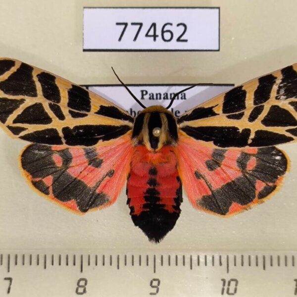 Arctiidae Apantesis proxima f Panama