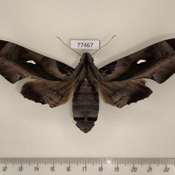 Sphingidae Madoryx plutonius f Panama