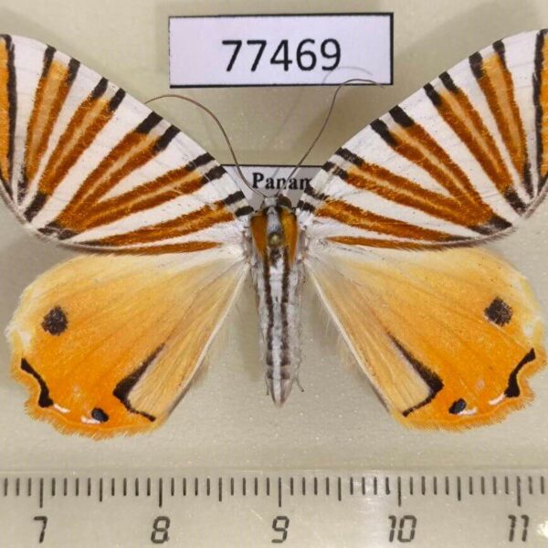 Geometridae Pityeja histrionaria Panama