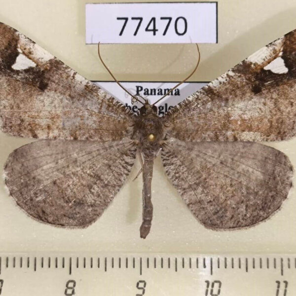 Hedylidae Macrosoma nigrimacula f Panama