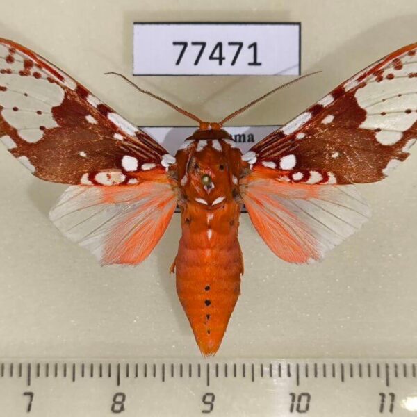 Arctiidae Rhodorhipha flammans Panama