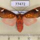 77472p Arctiidae Melese amastris Panama $12