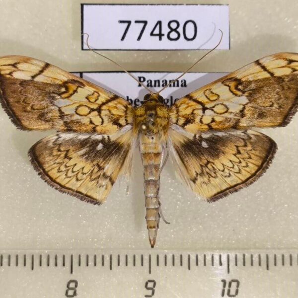 Crambidae Pantographa suffusalis Panama