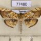 77480p Crambidae Pantographa suffusalis Panama $8
