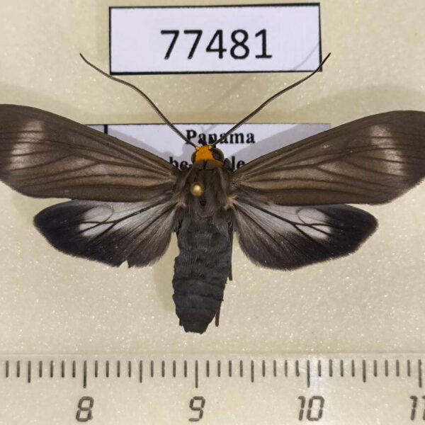 Arctiidae Delphyre testacea Panama
