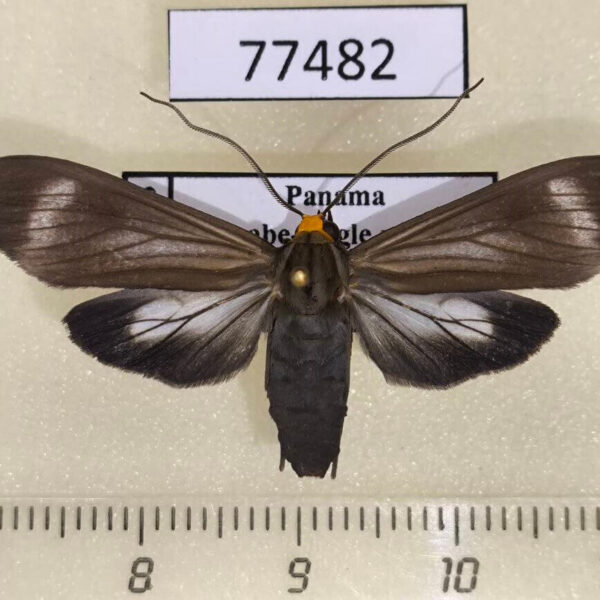 Arctiidae Delphyre testacea Panama