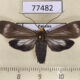 77482p Arctiidae Delphyre testacea Panama $10