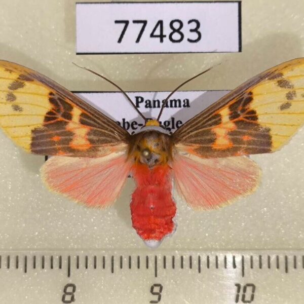 Arctiidae Evius hippia f Panama