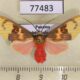 77483p Arctiidae Evius hippia f Panama $20