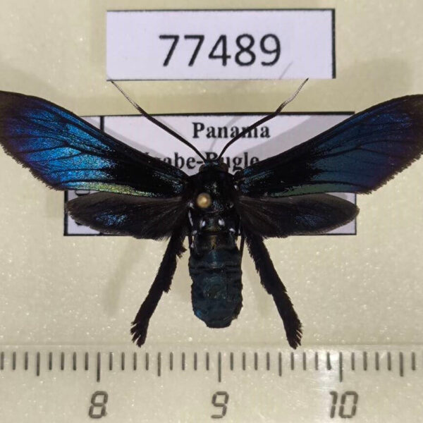 Arctiidae Macrocneme adonis f Panama