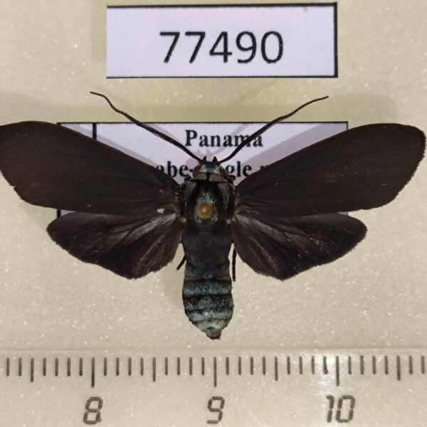 Arctiidae Episcepsis sp. f Panama