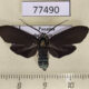 77490p Arctiidae Episcepsis sp. f Panama $9