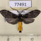77491p Arctiidae Metacrocea postflava Panama $12