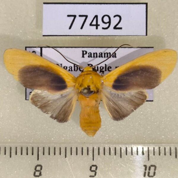 Arctiidae Regobarrosia aureogrisea Panama