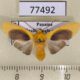 77492p Arctiidae Regobarrosia aureogrisea Panama $13
