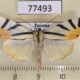 77493p Crambidae Dichogama prognealis Panama $12
