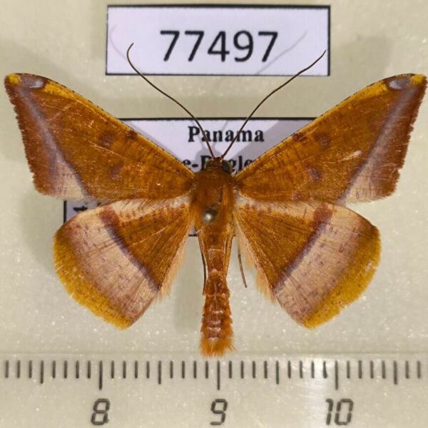 Geometridae Pyrinia grata Panama