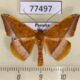77497p Geometridae Pyrinia grata Panama $9