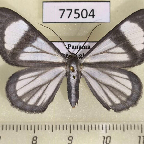 Geometridae Perigramma vicina Panama