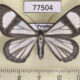 77504p Geometridae Perigramma vicina Panama $8