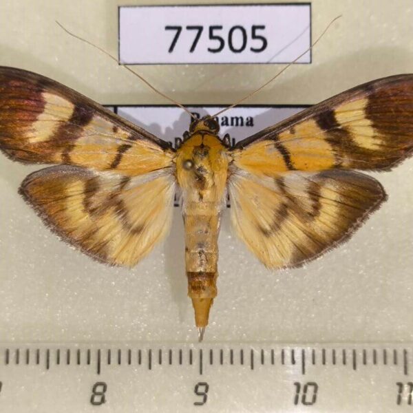 Crambidae Phostria dohrnii Panama