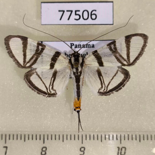 Crambidae Conchylodes nolckenialis Panama