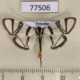 77506p Crambidae Conchylodes nolckenialis Panama $12
