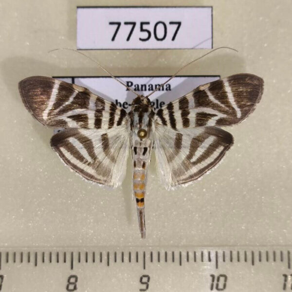Crambidae Spilomela perspicata Panama