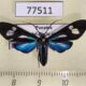 77511p Arctiidae Leucopleura ciarana Panama $15