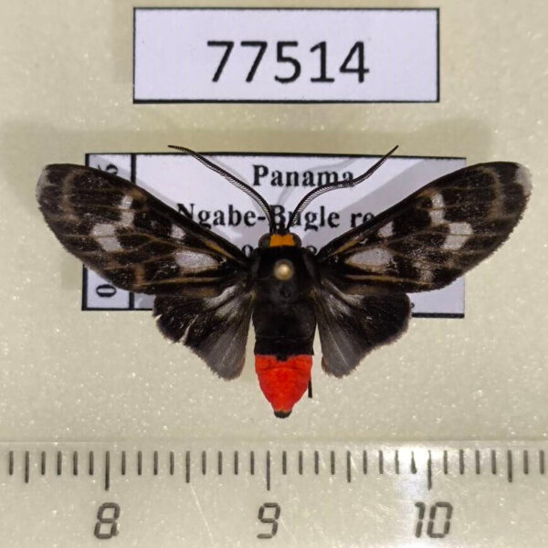 Arctiidae Heliura rhodophila Panama