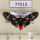 77514p Arctiidae Heliura rhodophila Panama $14