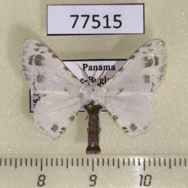 Bombycidae Colla coelestis Panama